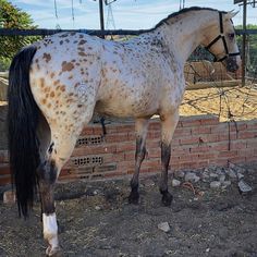 a white and brown spotted horse standing next to a brick wall in an enclosed area