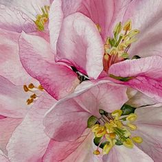 two pink flowers with yellow stamens in the center and green leaves on top