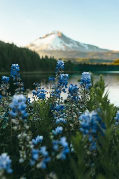 blue flowers in front of a mountain lake