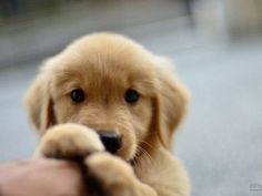 a person holding a puppy's paw in their right hand