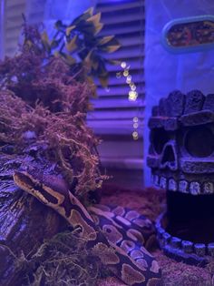 a large snake laying on top of a pile of dirt next to a plant in front of a window