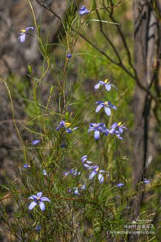 #Cheiranthera simplicifolia, a twining shrub endemic to Western Australia. It grows in dry bushland, climbs onto small trees and stays inconspicuous until the bright blue flowers appear in Sep and Oct. 
#floraofaustralia #westernaustralianplant #海桐科 #指藤莓属 #Pittosporaceae