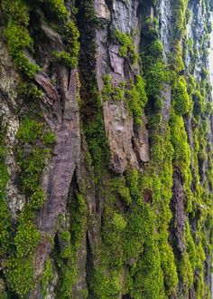 moss growing on the side of a rock face