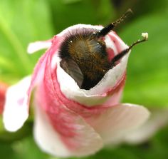 a bee is sitting in the middle of a flower