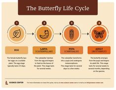 the butterfly life cycle is shown in this diagram