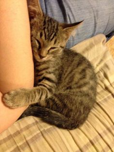 a cat is sleeping on top of someone's arm