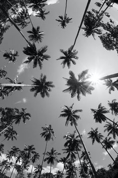 black and white photograph of palm trees with the sun shining through them on a sunny day