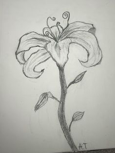 a pencil drawing of a flower with leaves