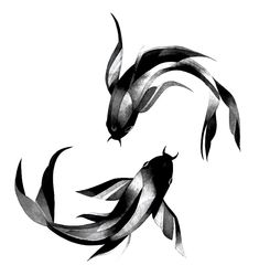 two black and white koi fish swimming in the water with their tails curled up