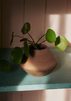 a potted plant sitting on top of a green shelf