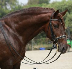 a brown horse standing on top of a dirt field