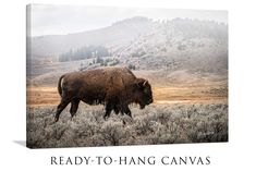 a bison is walking through the grass on a foggy day with mountains in the background