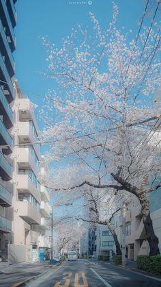 an empty street lined with tall buildings and flowering trees