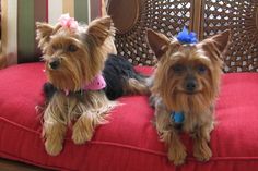 two small dogs sitting on top of a red cushion