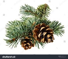 pine cones and needles on the branch of a fir tree, isolated against a white background