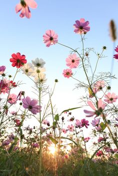 the sun shines brightly behind pink flowers in a field with an inspirational quote on it