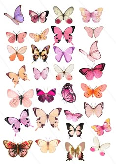 a bunch of different colored butterflies on a white background