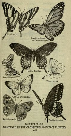 an old book with many different butterflies on the page and in it's title