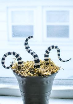 a potted plant with two black and white striped worms in it sitting on a window sill