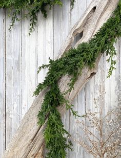 an old piece of wood with some plants growing on it's sides and branches hanging from the side