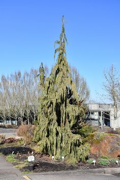 a very tall tree sitting in the middle of a parking lot