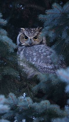 an owl is sitting in the branches of a pine tree