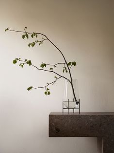 a branch in a glass vase on a table