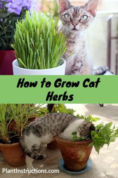 a cat sitting in a potted plant with the words how to grow cat herbs