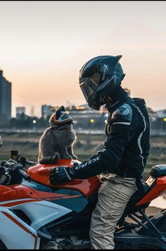 a person on a motorcycle with a cat sitting on the back seat in front of them