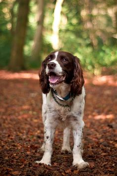 a brown and white dog standing in the woods