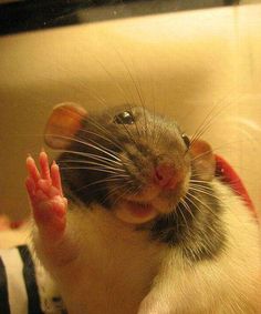 a rat is sitting on top of someone's hand and the caption says, gota run bye