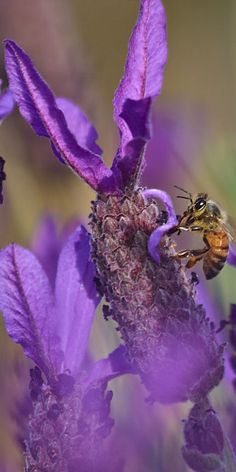 a bee sitting on top of a purple flower