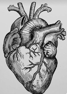 an ink drawing of a human heart