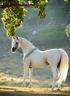 a white horse is tied to a tree