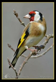 a bird sitting on top of a tree branch