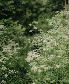 some very pretty white flowers in the grass