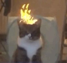 a cat sitting on top of a chair with a fire in it's head