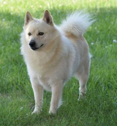 a white dog standing on top of a lush green field