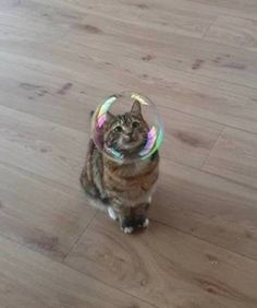 a cat sitting on top of a wooden floor next to a glass bowl with a colorful object in it's mouth