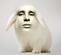 a white rabbit sitting on top of a table next to a wall with an image of a man's face