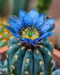 a blue cactus with water droplets on it