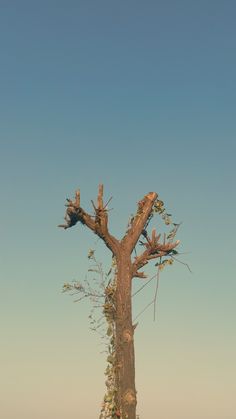 a giraffe standing next to a tall tree in the middle of a field