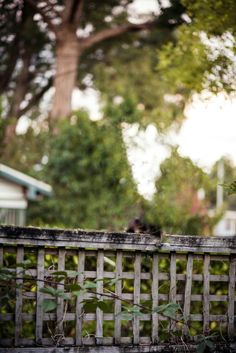 a cat sitting on top of a wooden fence next to a green plant in a pot