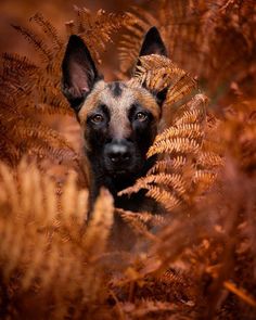 a dog is peeking out from behind some plants in the woods and looking at the camera