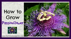 a purple flower with the words how to grow passionflower on it's side