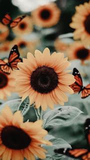 sunflowers with butterflies flying around them