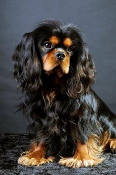 a black and brown dog sitting on top of a carpet