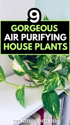 Best air purifying plants, featuring spider plants and golden pothos for improved air quality. Plants For Air Quality, Plants For Air Purification, Best Air Purifying Plants, Air Purifying House Plants, Golden Pothos