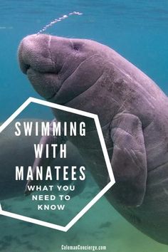 a manato swimming in the water with text overlay reading swimming with manatees what you need to know