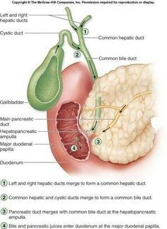 the anatomy of the human heart and its major functions in each part of the body